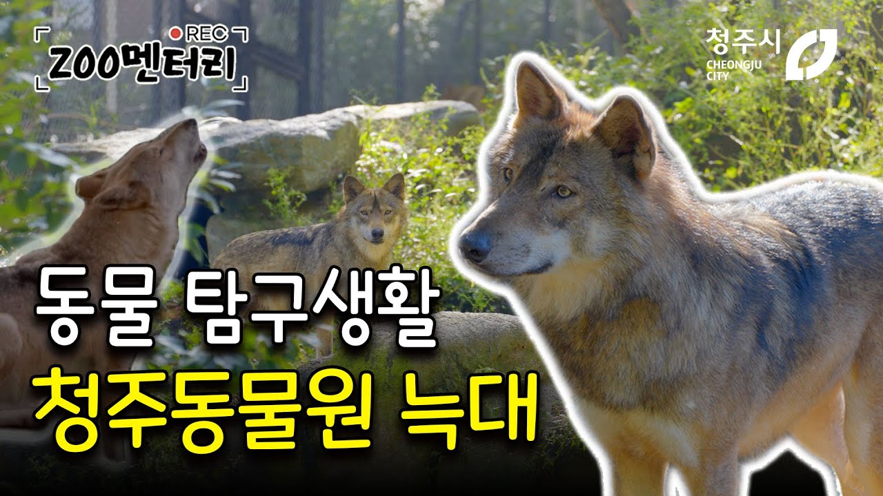 청주동물원 늑대 탐구생활 & 사자 바람이, 도도, 바람이딸의 하울링 합창