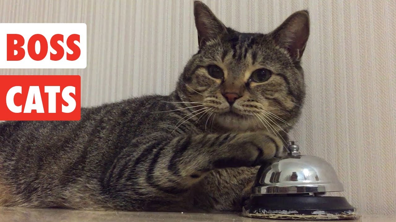 Boss Cats | Funny Cat Video Compilation 2020