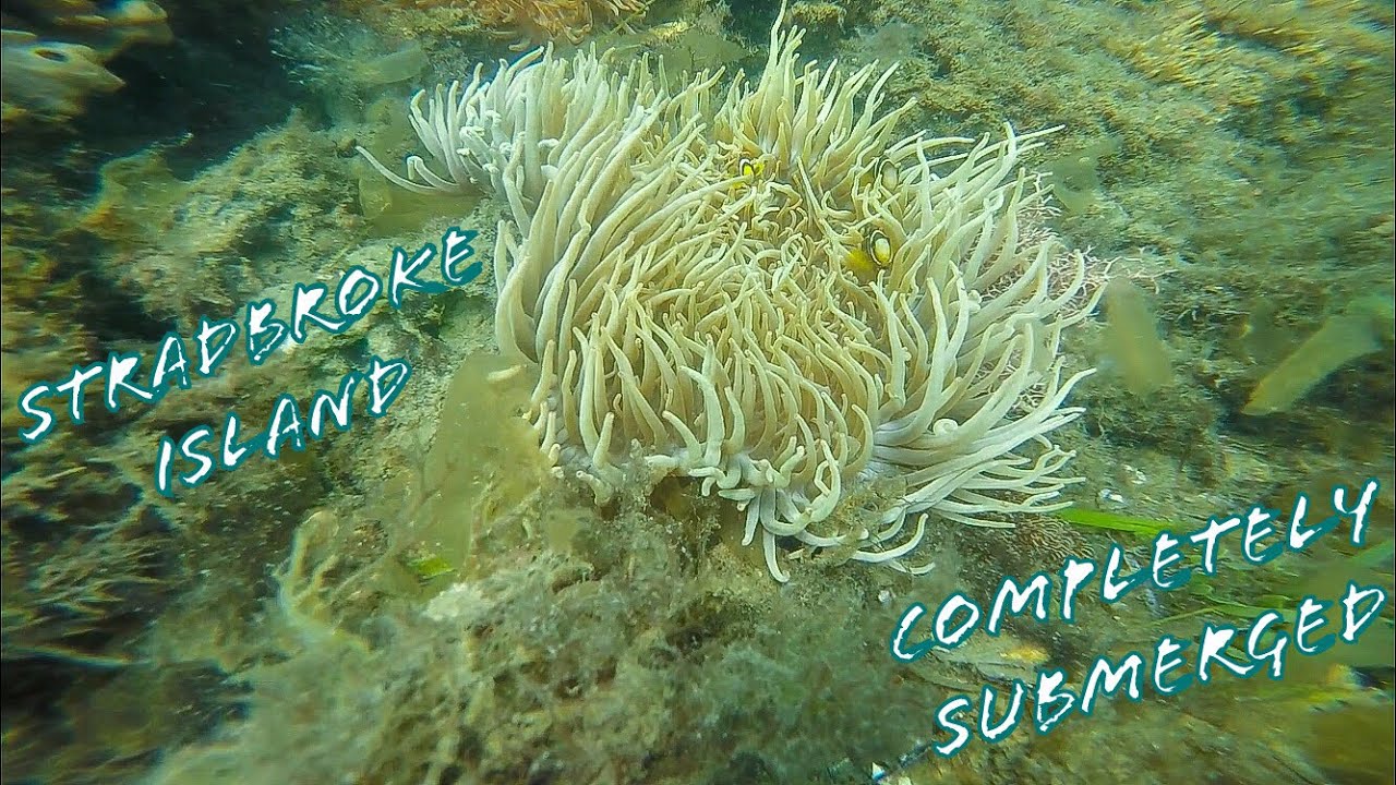 SPEARFISHING & FREE-DIVING STRADBROKE ISLAND