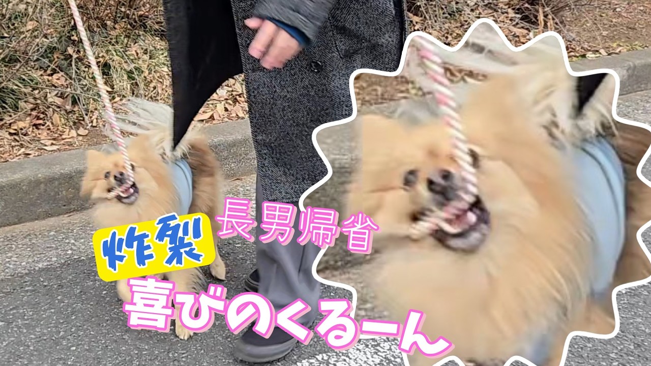 ベッタリさんがデフォになってきたポメラニアン/ケンカ友達の長男帰省でくるんが爆裂