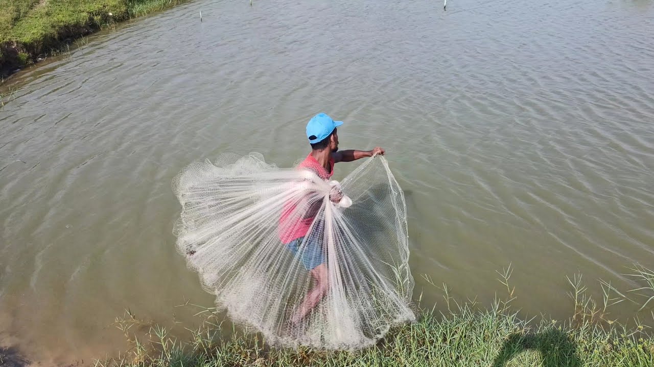 Amazing Net Fishing Videos - Cast Net Fishing In Village - Traditional Net Fishing