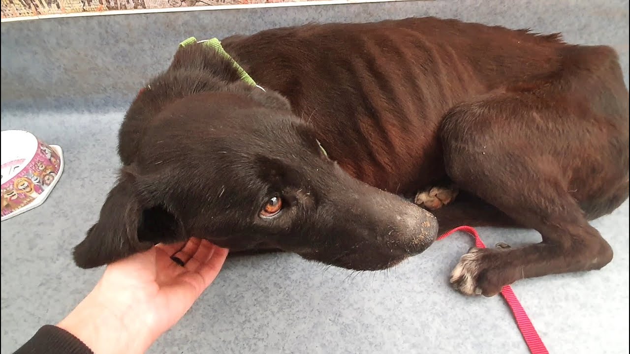 Starving Dog Rescued Turns Into The Most Beautiful Labrador | Howl Of A Dog