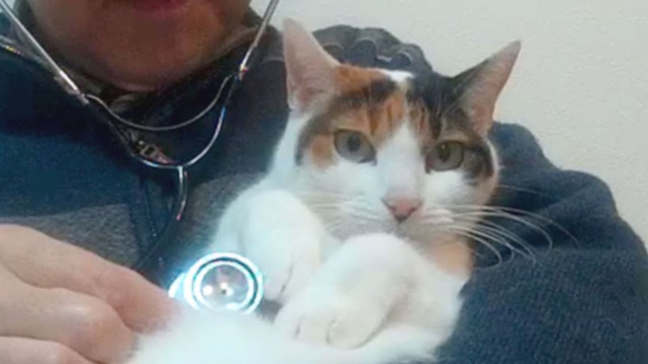 【聴診器で聴く猫の心音】気持ちの変化で心拍数が変わります The cat heart rate changes with the state of mind!