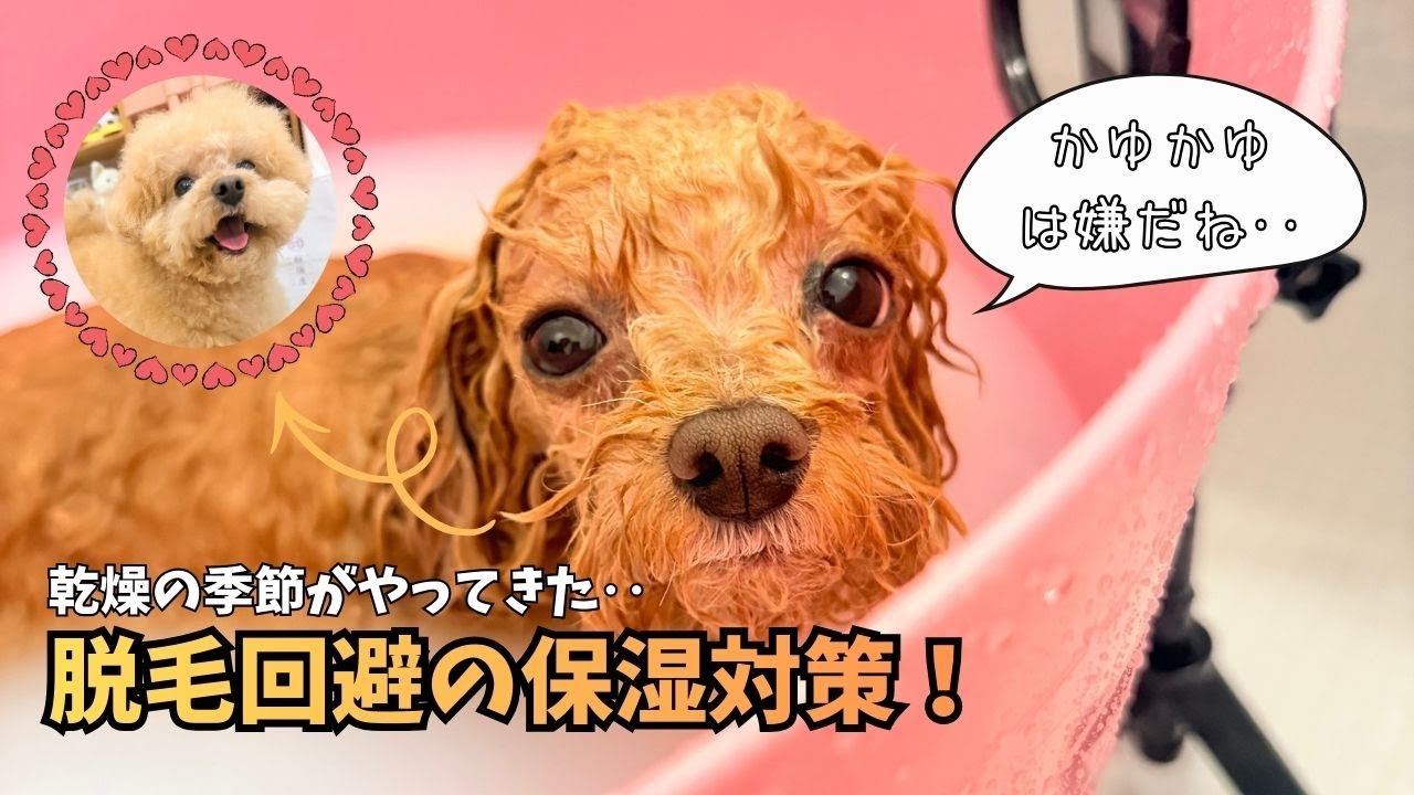 【お悩み編】冬の乾燥肌対策！トイプーとらまるの保湿ケア