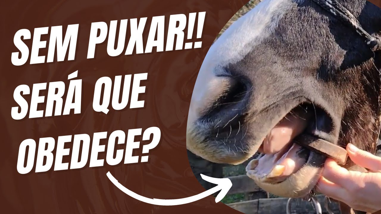 BOCAL MACHUCA O CAVALO E BRIDÃO DEIXA QUEIXUDO!!!