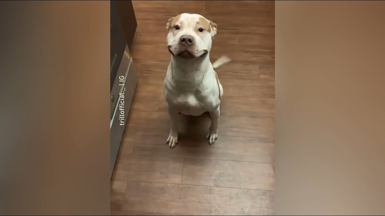 Смешные собаки 2024 года, которые точно поднимут вам настроение😍