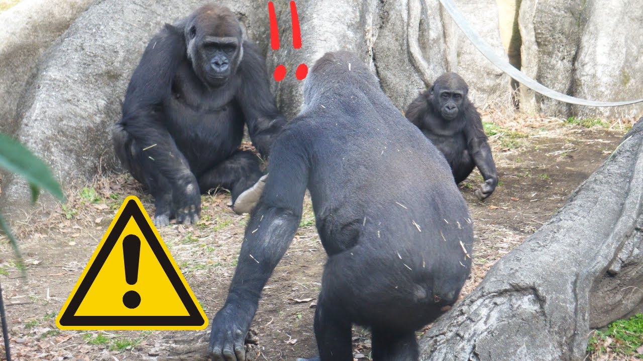 Малыш гориллы Сумомо, защищаемый Момокой от нахлынувшего Комомо 🦍⚠ | Семья горилл Хаоко