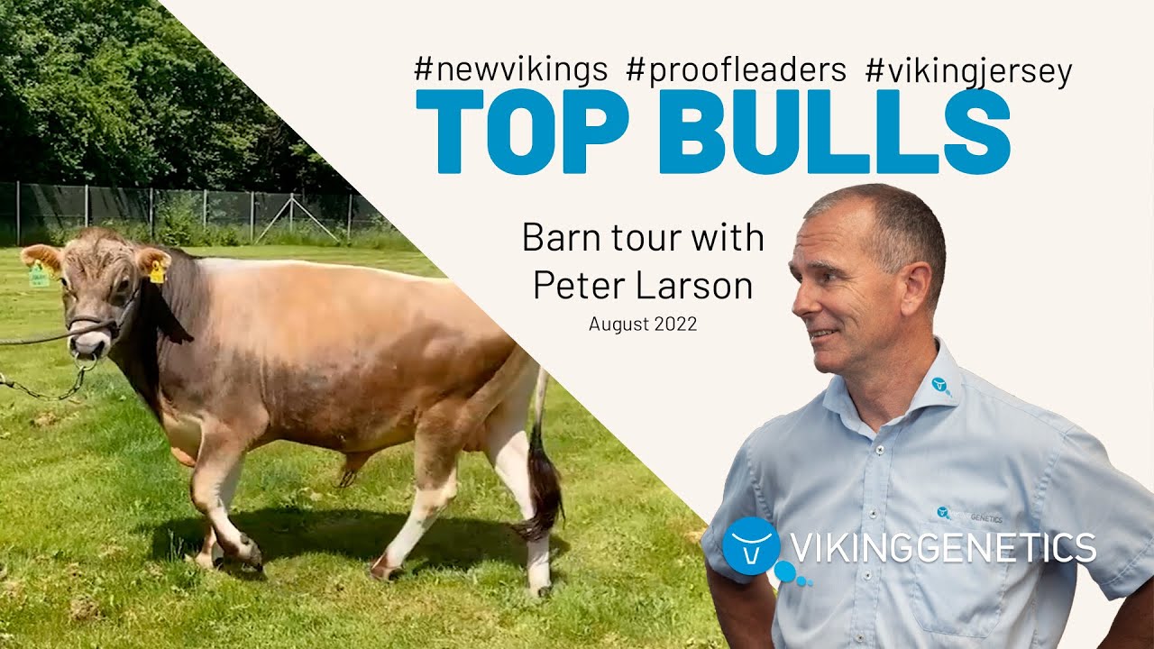 VikingJersey - The Top New Sires & Proofleaders August 2022