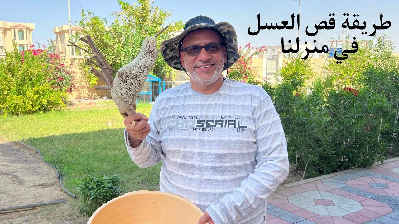 ( 62 ) طريقة قص عسل أصلي طبيعي في منزلنا، قص خلية النحل باحترافية