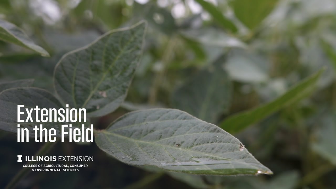 Extension in the Field: Soybean Insects