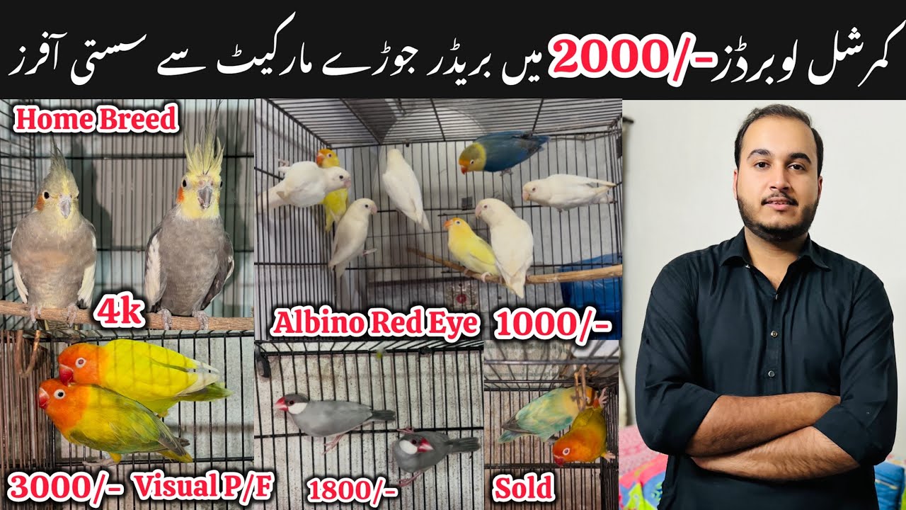 Friday Offers || New Fanciers k lia whole sale rates || Golden Birds Shop Abpara Weekly bazar G-6/4 