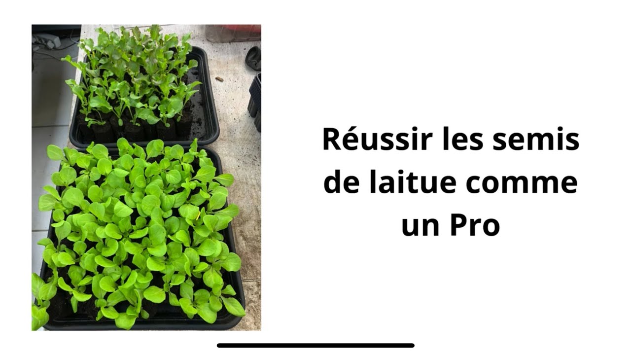Réussir les semis de laitue comme un pro