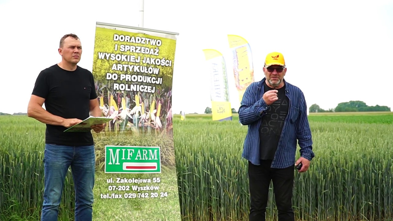 Przegląd odmian pszenicy #1 // Zabiegi ochronne i nawożenie krok po kroku // MIFARM 2020