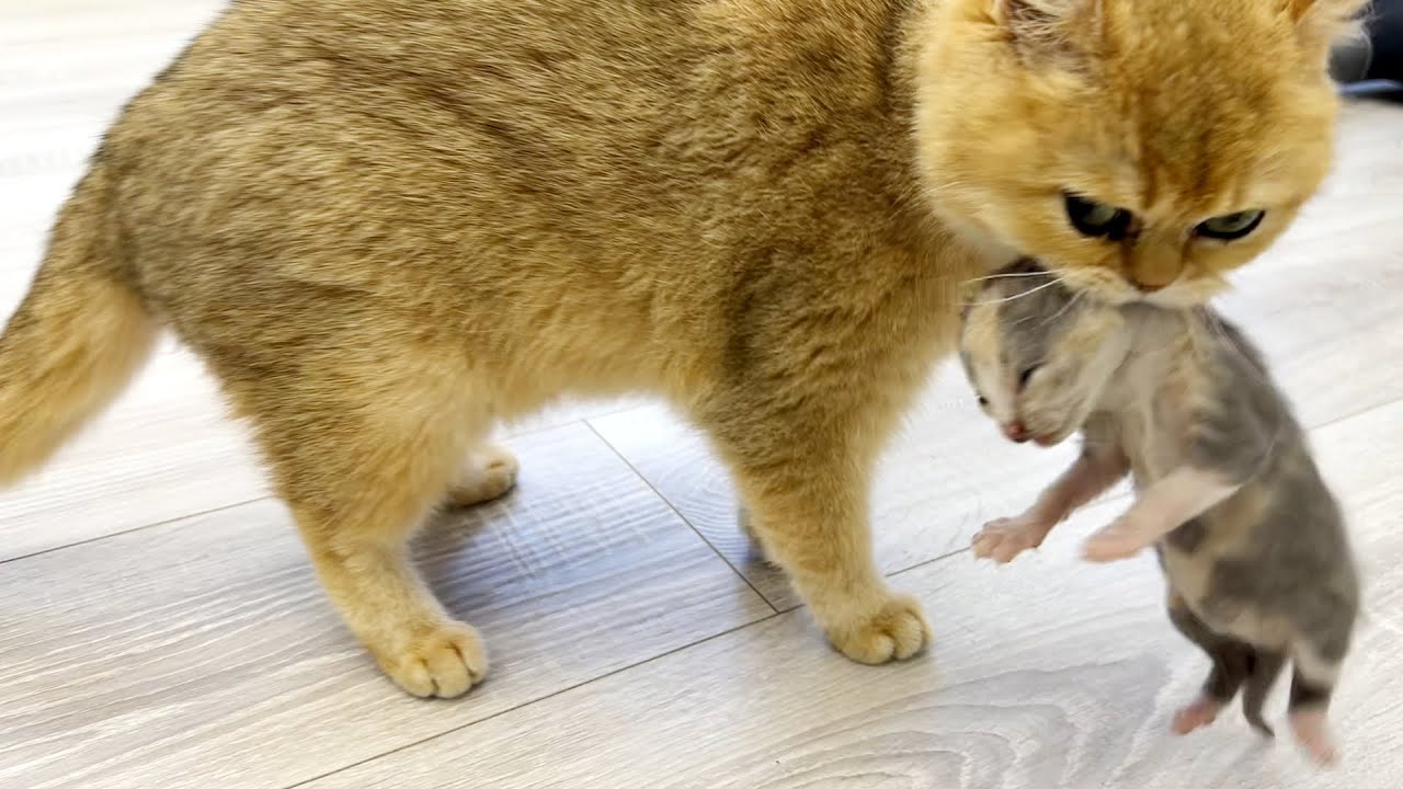 Родная мама кошка забыла котенка, а приемная принесла к себе