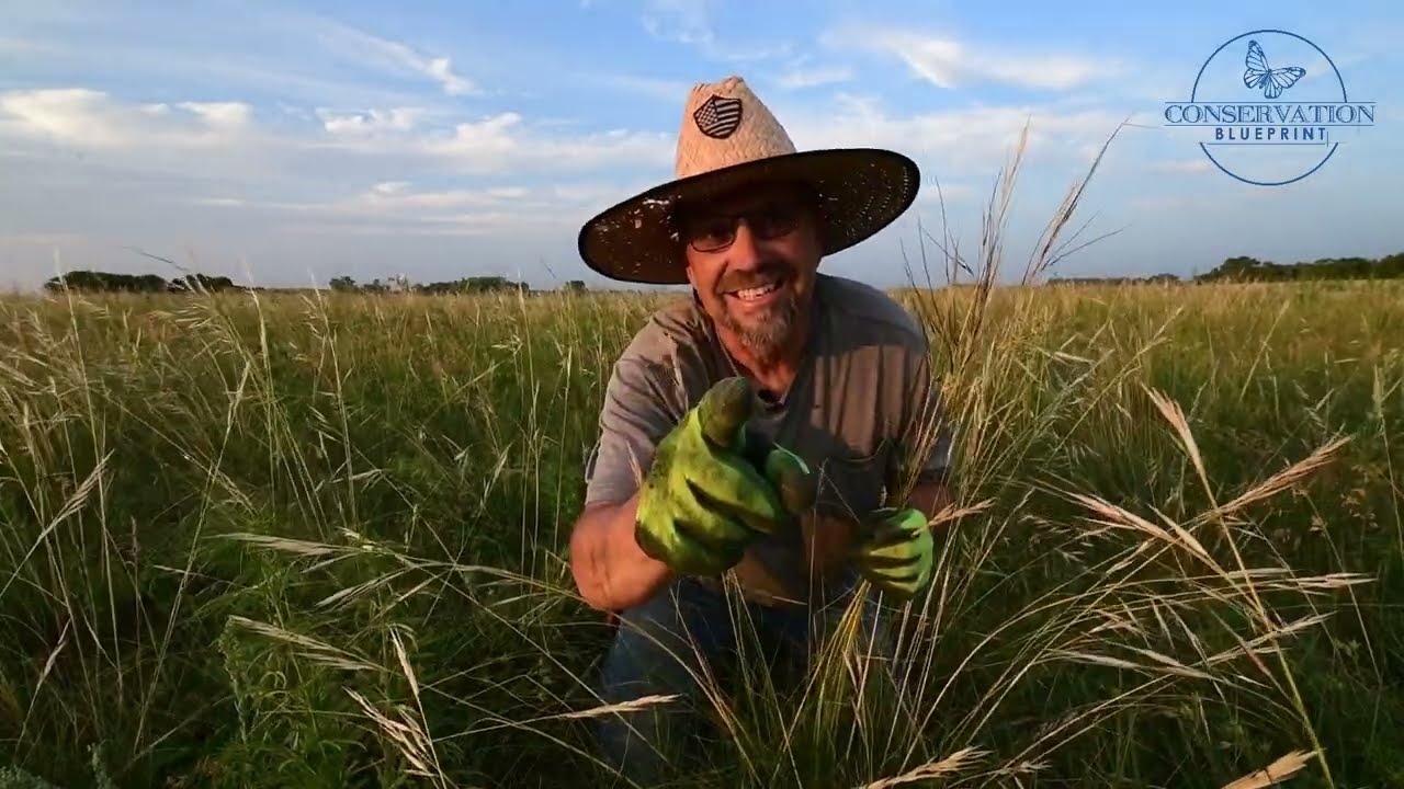 Habitat Tip: Harvesting Porcupine Grass Seed