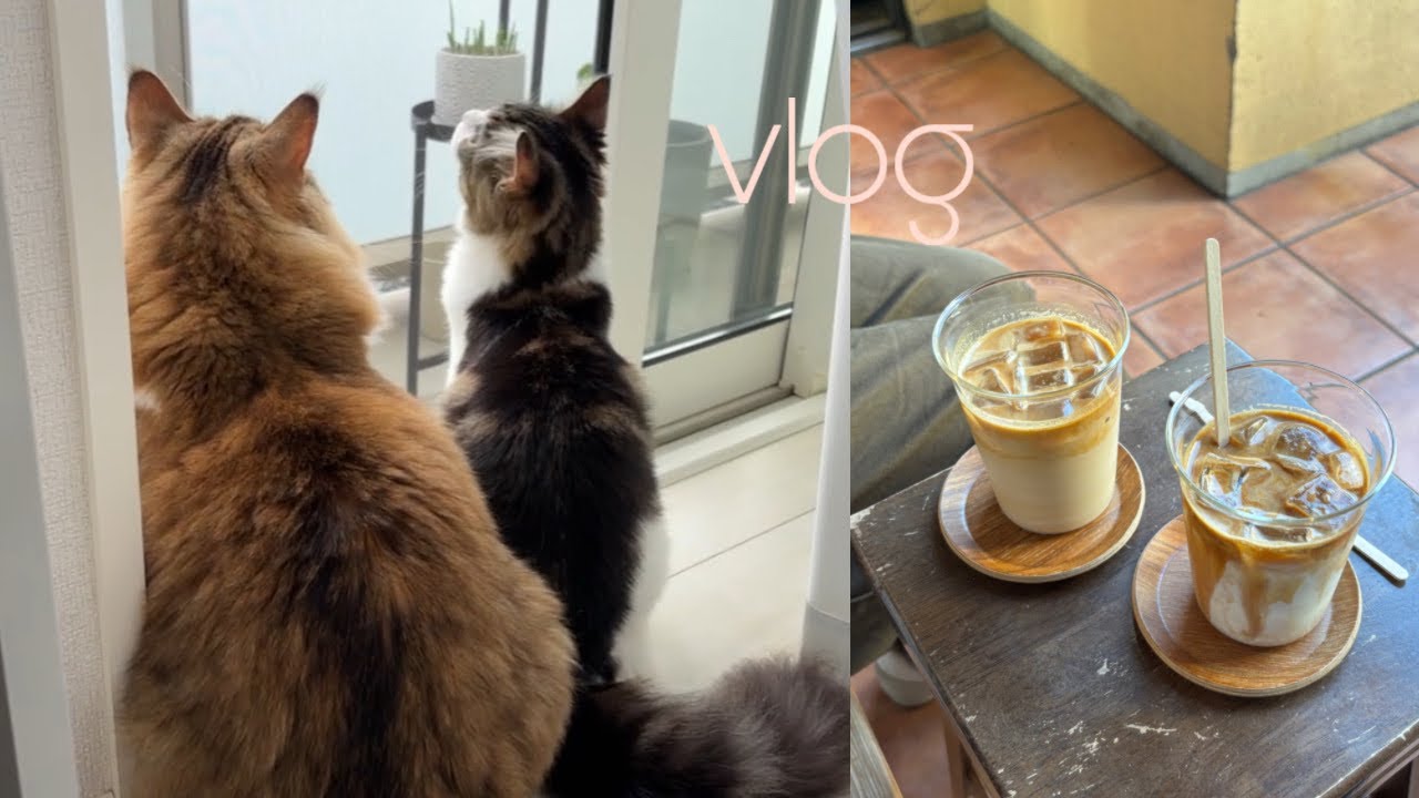 VLOG | ぐーたらニート生活🐈愛するNumberA🥞