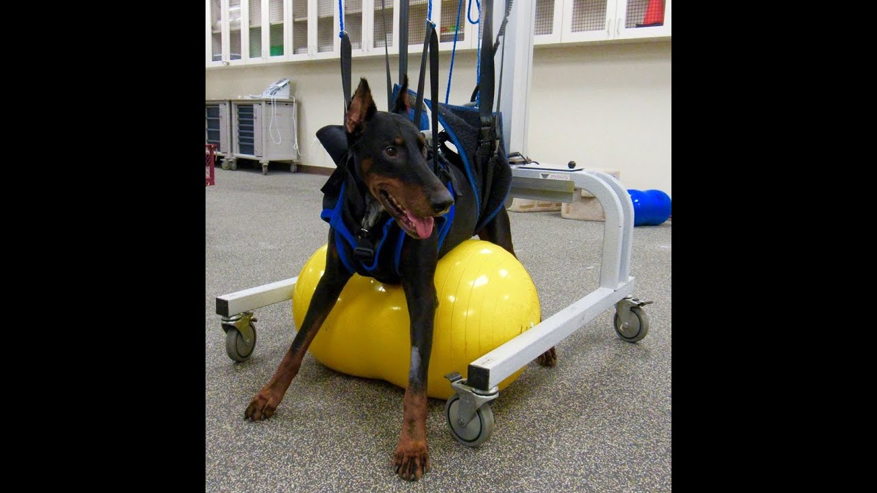 Winny's Recovery from Wobbler's Syndrome