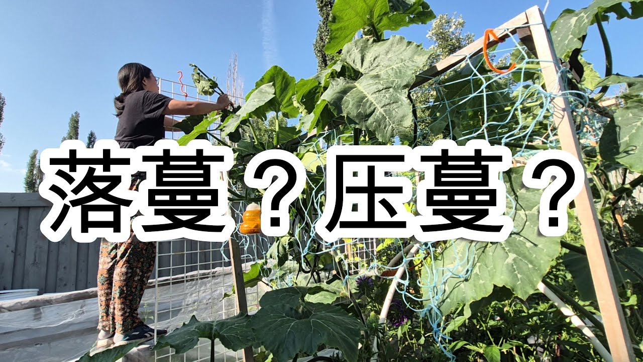 🥒掌握落蔓压蔓技巧，延长瓜果采收季，提升丰收效果#howto  #plants #garden #gardening