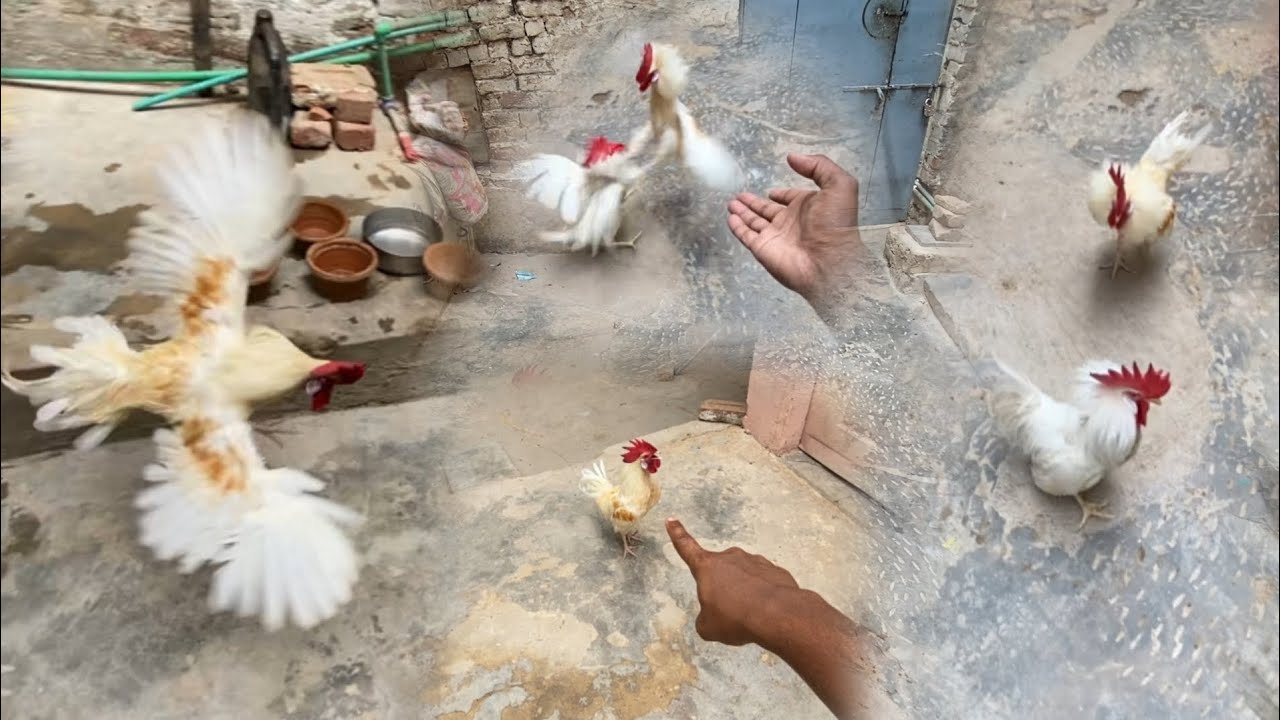 Desi murga Ne farmi  Murga se dosti Nahin kari 😟