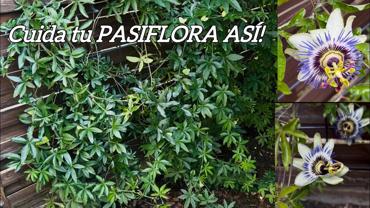CUIDADOS DE LA PASIFLORA EN SUELO PASO A PASO (Riego, poda, sol y más detalles)