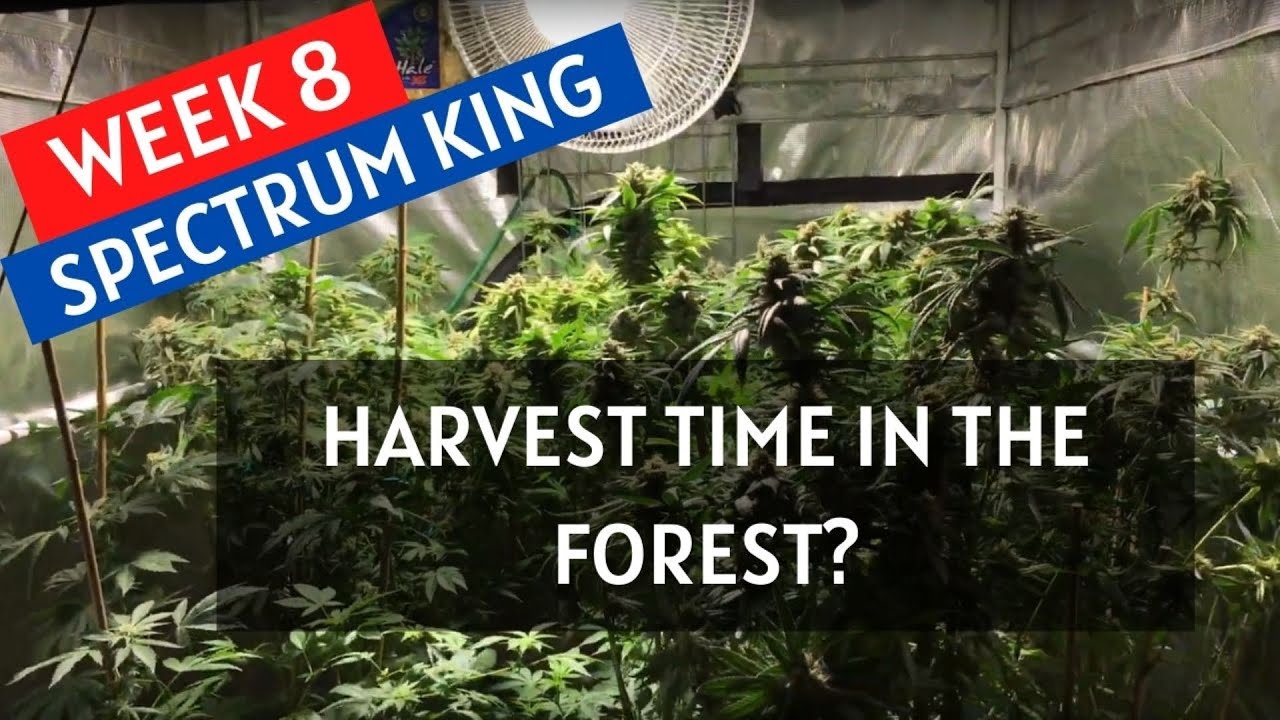 Growing Cannabis: Week 8 of Flower