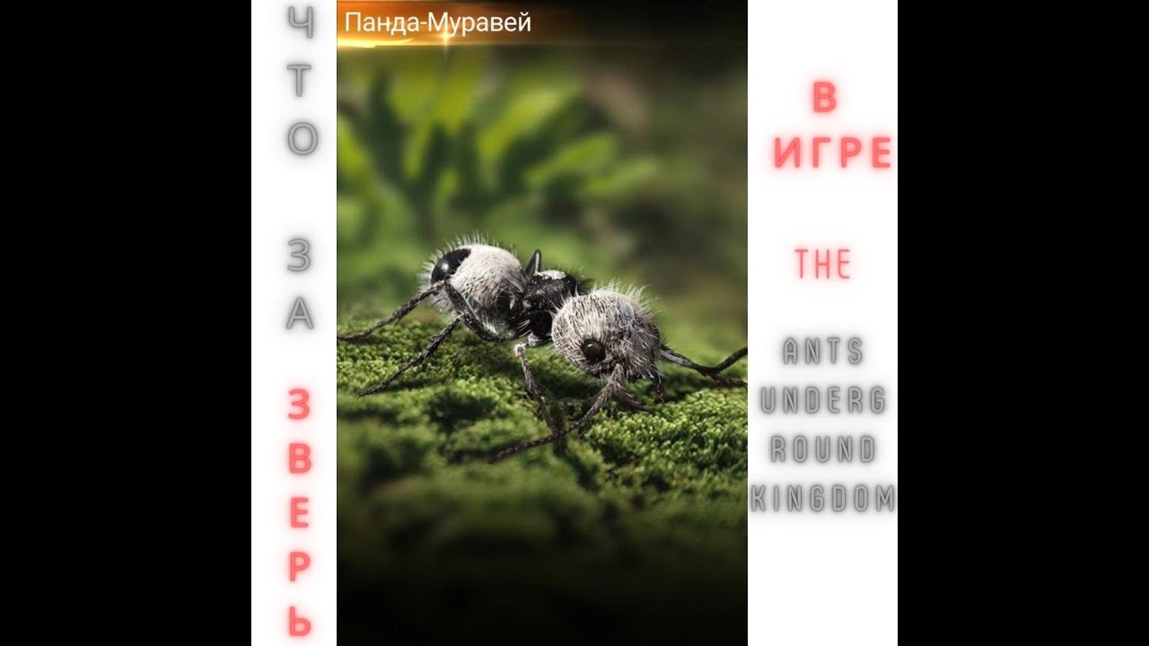 Панда-Муравей Мощное Насекомое в игре The Ants Underground Kingdom