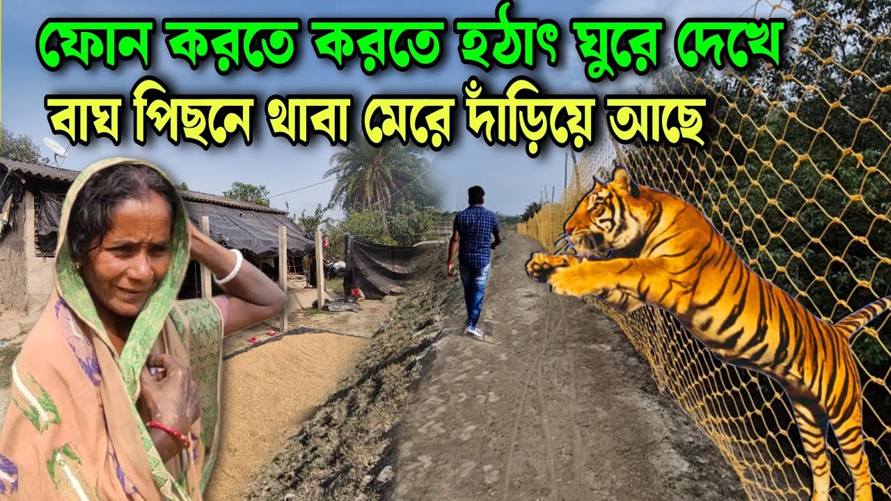 এই রাস্তায় দাঁড়িয়ে ফোনে কথা বলছিল আর পেছন থেকে এসে 🐅ঝাপিয়ে পড়ে//tiger attack in Sundarban
