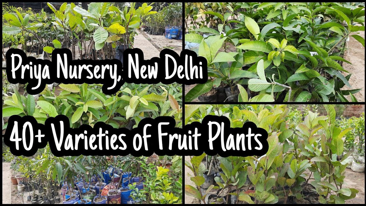 Wide Range of Fruit Plants| Priya Nursery, New Delhi