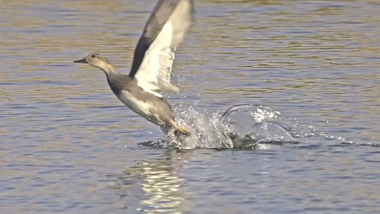Slow Motion Clip of Duck Taking Flight