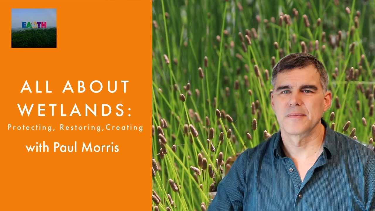 ALL ABOUT WETLANDS: Protecting, Restoring, Creating | Planet Healers