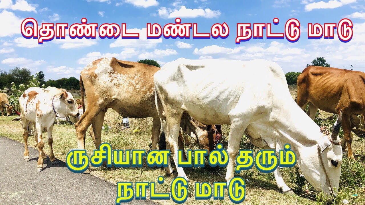 தொண்டை மண்டல நாட்டு மாடுகள் வளர்ப்பும் பண்புகளும் | Country cow from Thondai Region |Uzhavan tv