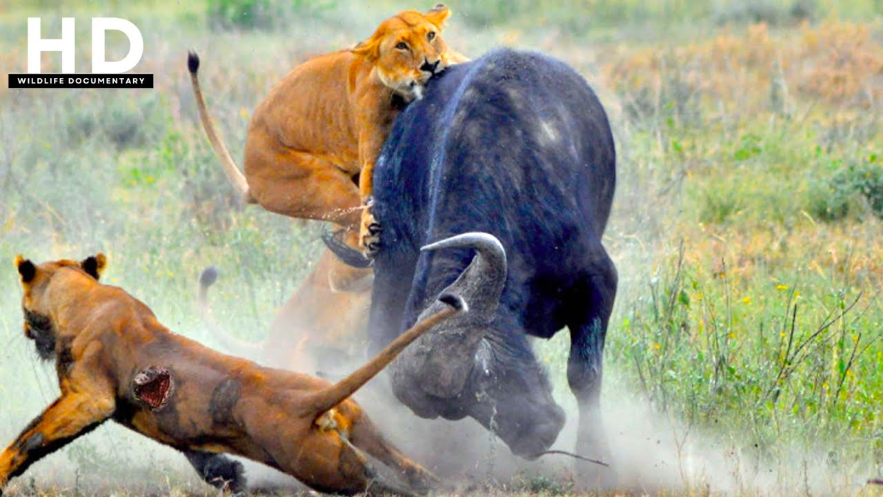 Lion Documentary | Apex Predators Survive In Central Africa | Wildlife Documentary