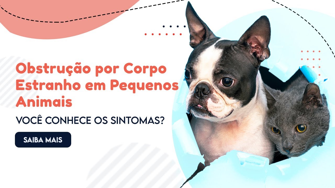 OBSTRUÇÃO POR CORPO ESTRANHO - Meu Pet Engoliu um Objeto, e Agora?