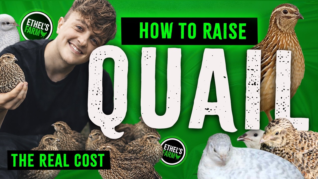 Hatching Quail Eggs to Raising Adults | Complete Beginner’s Guide