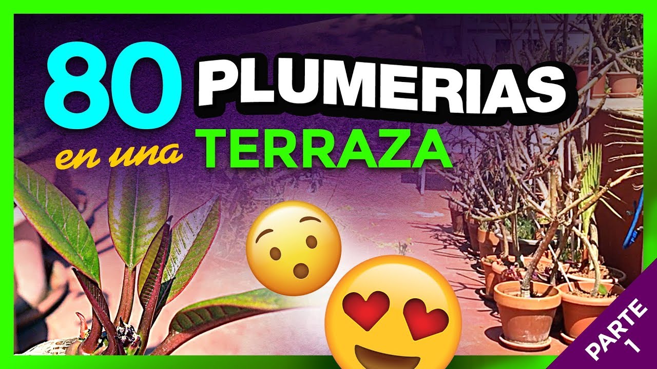 🚨80 PLUMERIAS en una terraza de Barcelona (PARTE 1) - INCREÍBLE!! #plumerimax