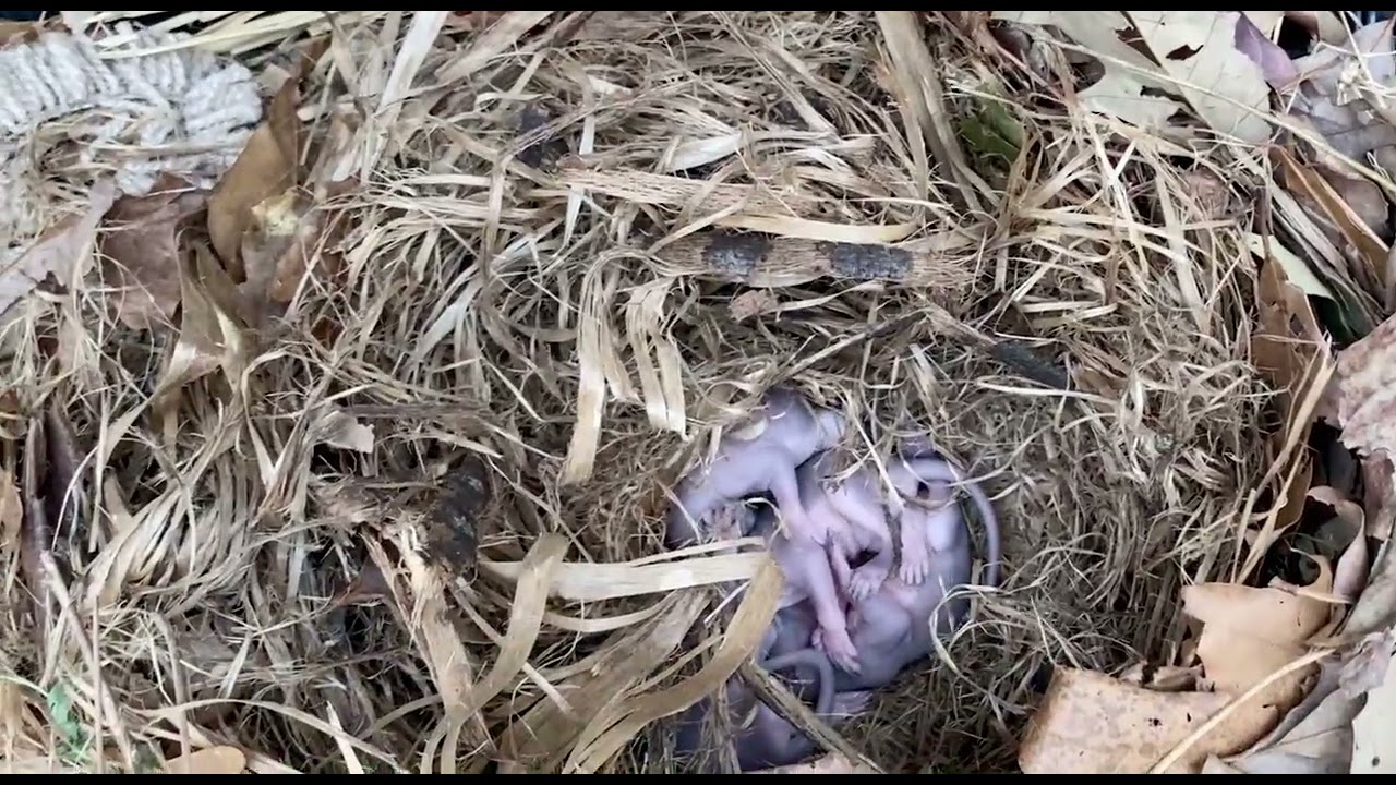 Baby Squirrels in Our Car! (What to do if you find a nest)