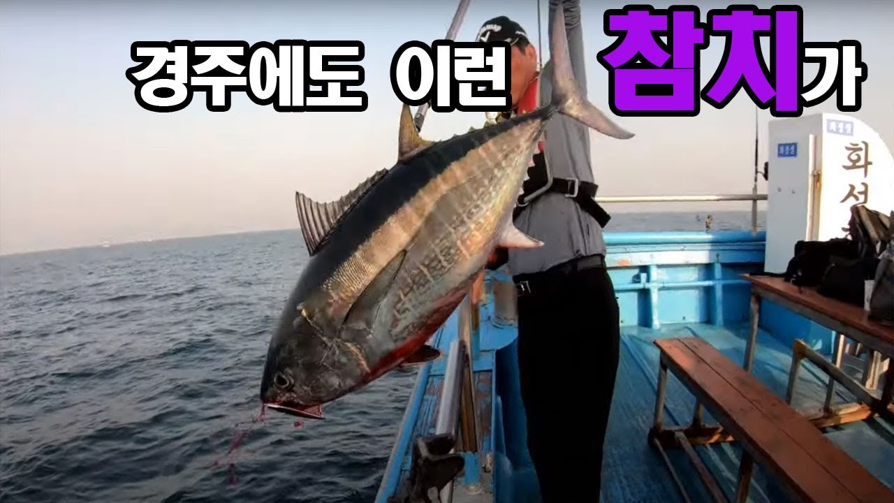#경주참치#삼치 ♥경주에서 이런 고급참치를 낚을수 있다니 제정신인가요..