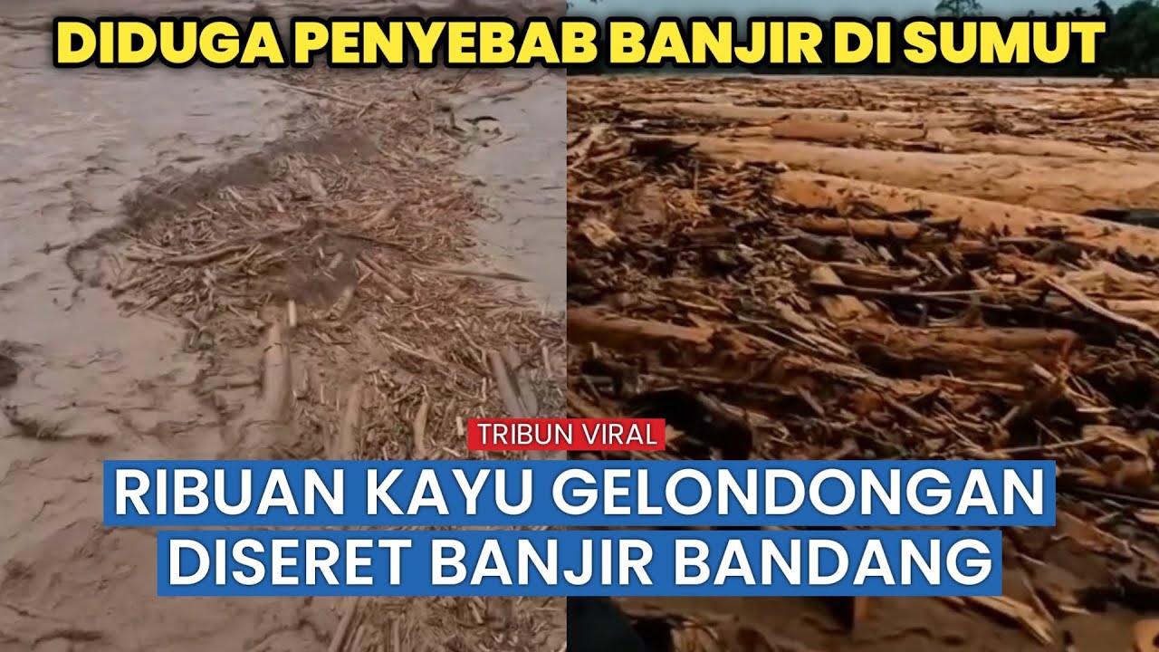 Kayu Gelondongan Hanyut saat Banjir Sumut Disorot  di Medsos