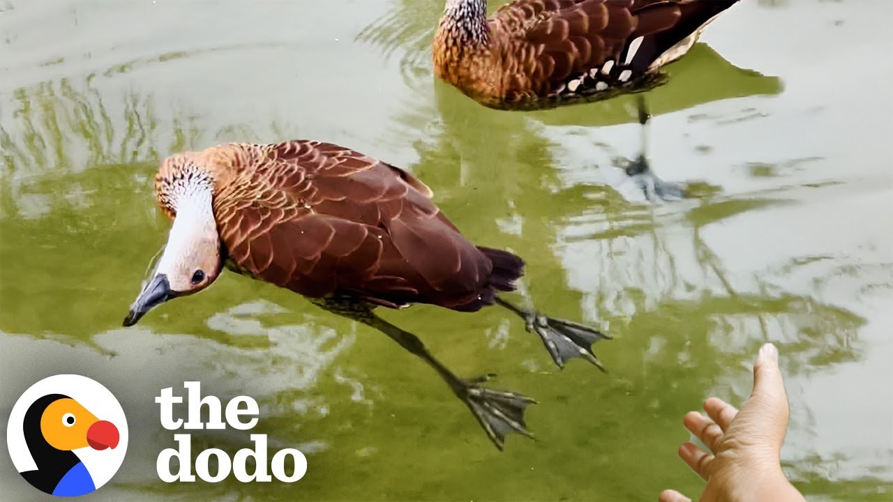 Ducks Ask Woman To Help Their Friend Who Isn't Moving | The Dodo