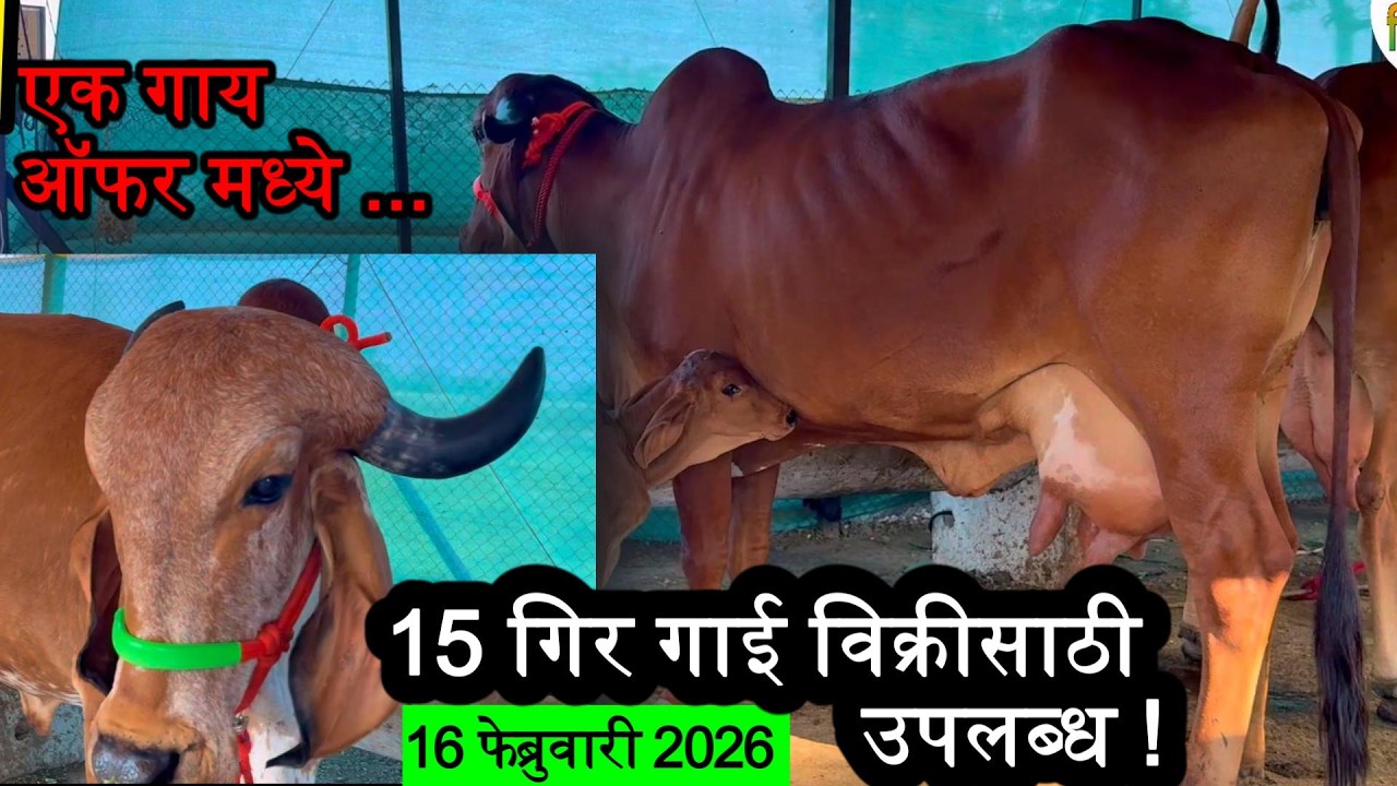 Gir cow Sale in Maharashtra 2026 | गिर गाय विक्री महाराष्ट्र @girkranti  #gircowforsale #gircowsale
