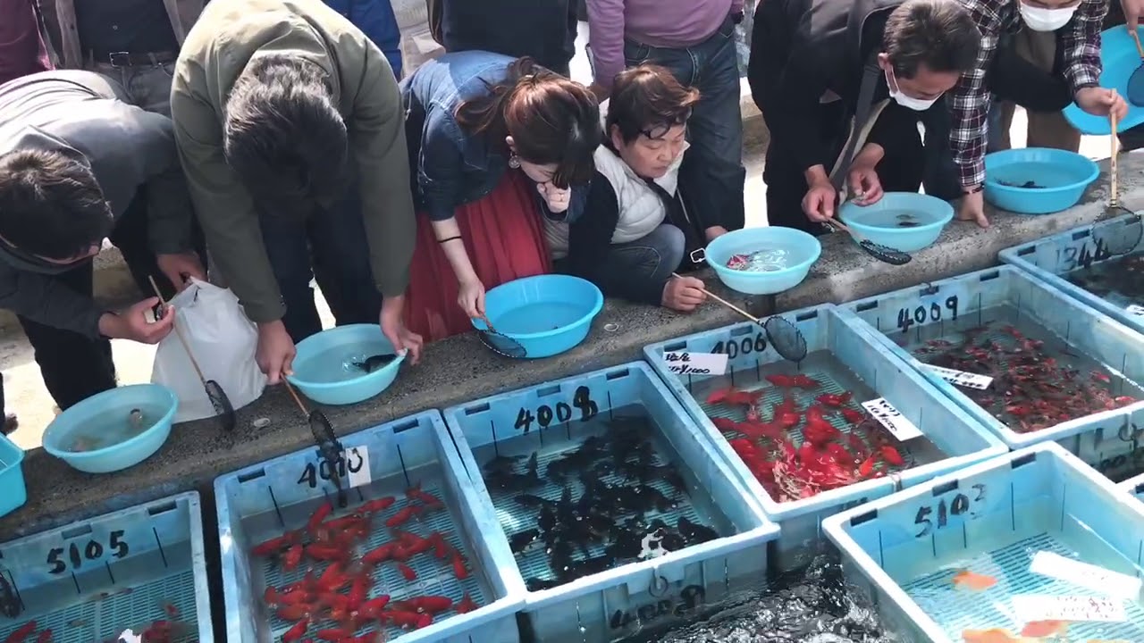 埼玉養魚場まつり春の部2019ロケの回 金魚大好き悠tube