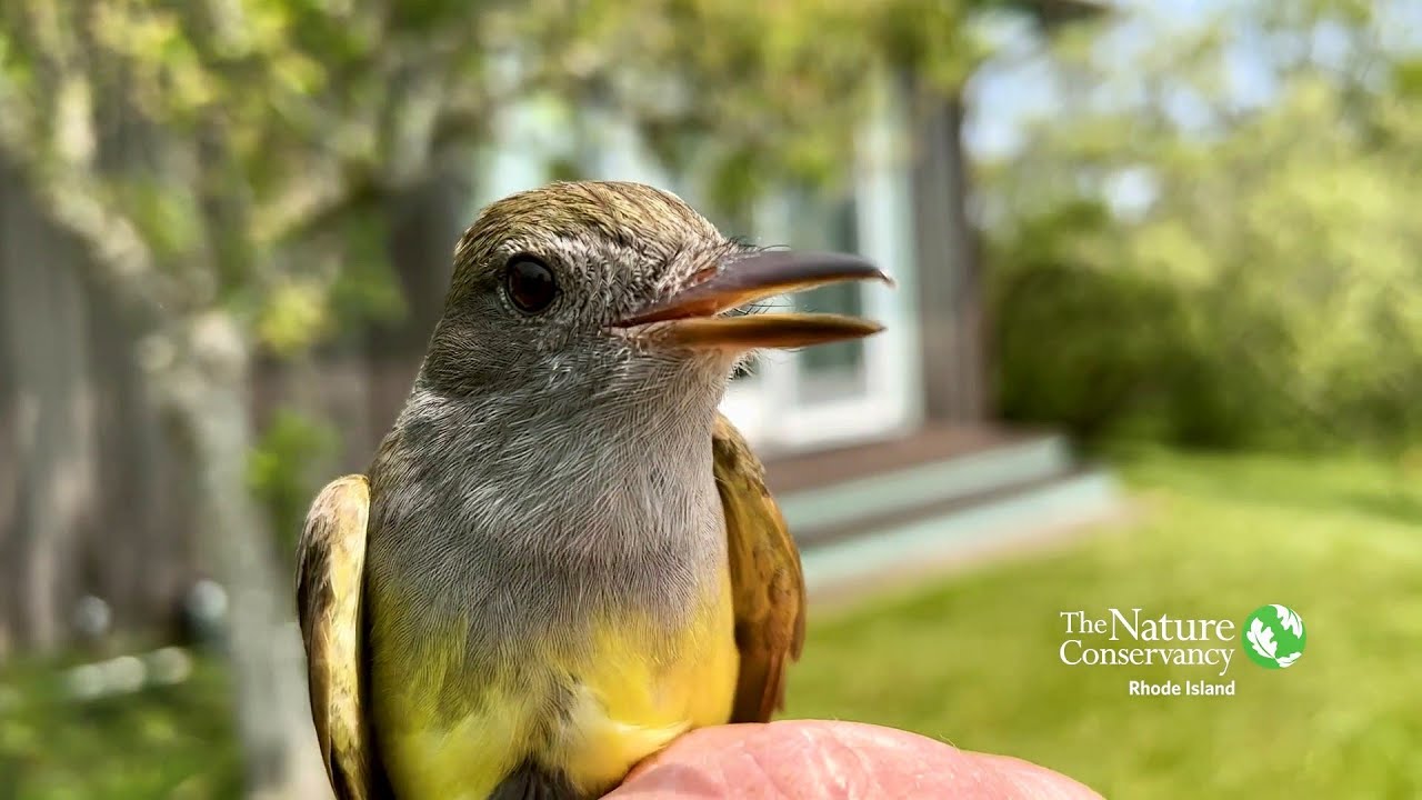 Great Crested Flycatcher | Nature Near You