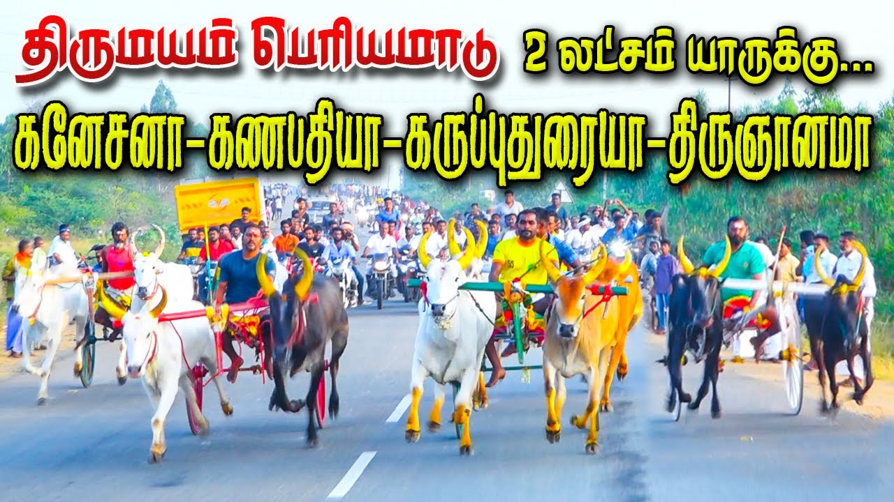 பெரியமாடு திருமயம் 05/03/2023 Periyamadu thirumayam ksk rekala race