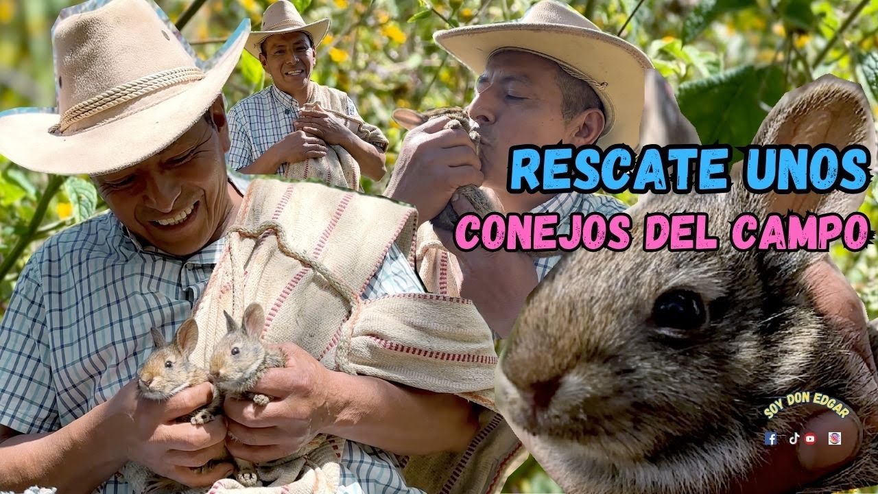 RESCATE unos CONEJOS BEBÉS del monte estaban solos | No podía dejarlos😢