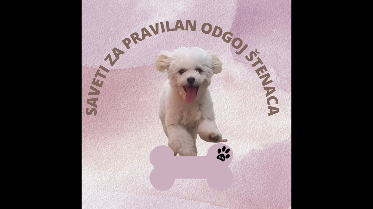 SAVETI ZA PRAVILAN ODGOJ ŠTENACA