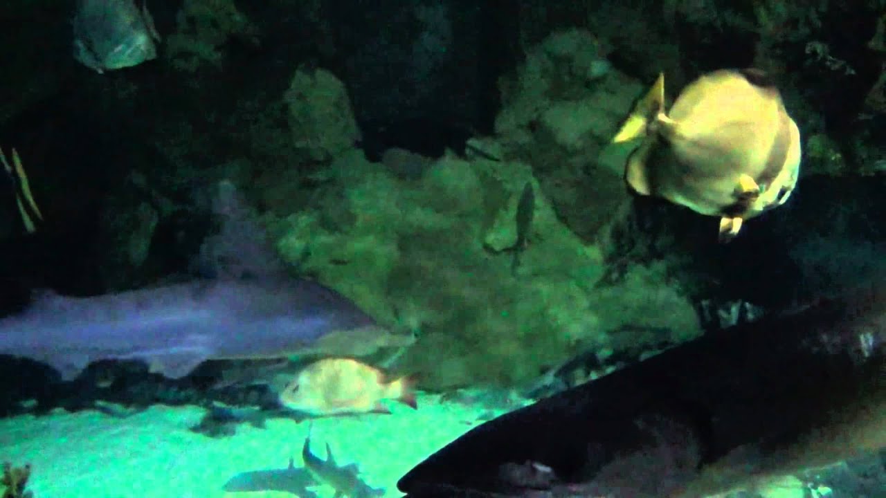 Shark Encounter Sea World San Diego