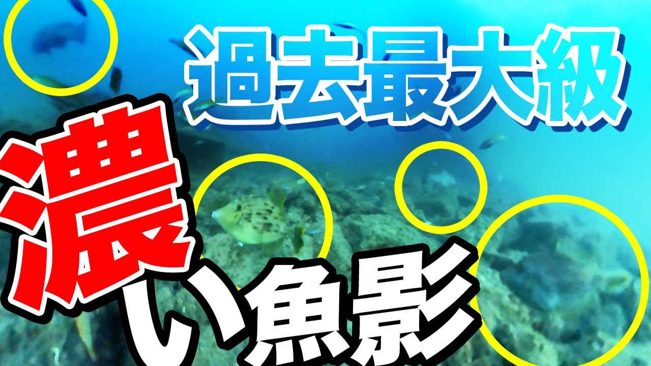 過去最大級に魚影が濃い波止場で釣ってみたらコブダイの聖地だった！広島県呉市倉橋町でかぶせ釣り！