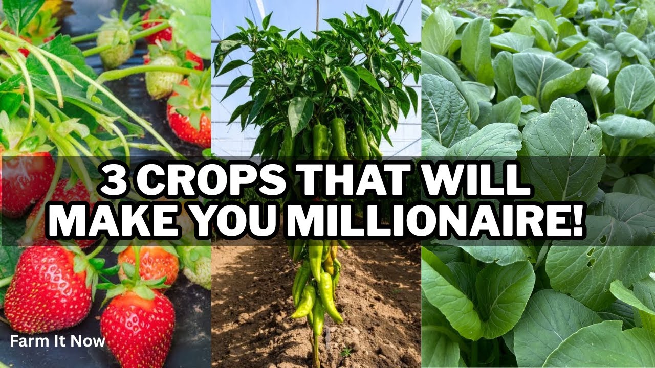 3 Best Crops to Make a Living | Most Profitable Small Farm Crops You Can Start Today