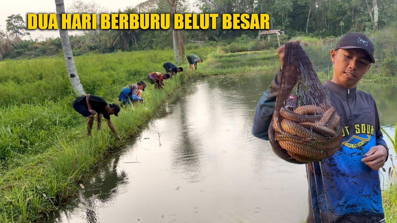 PANTANG PULANG SEBELUM STRIKE BELUT BESAR