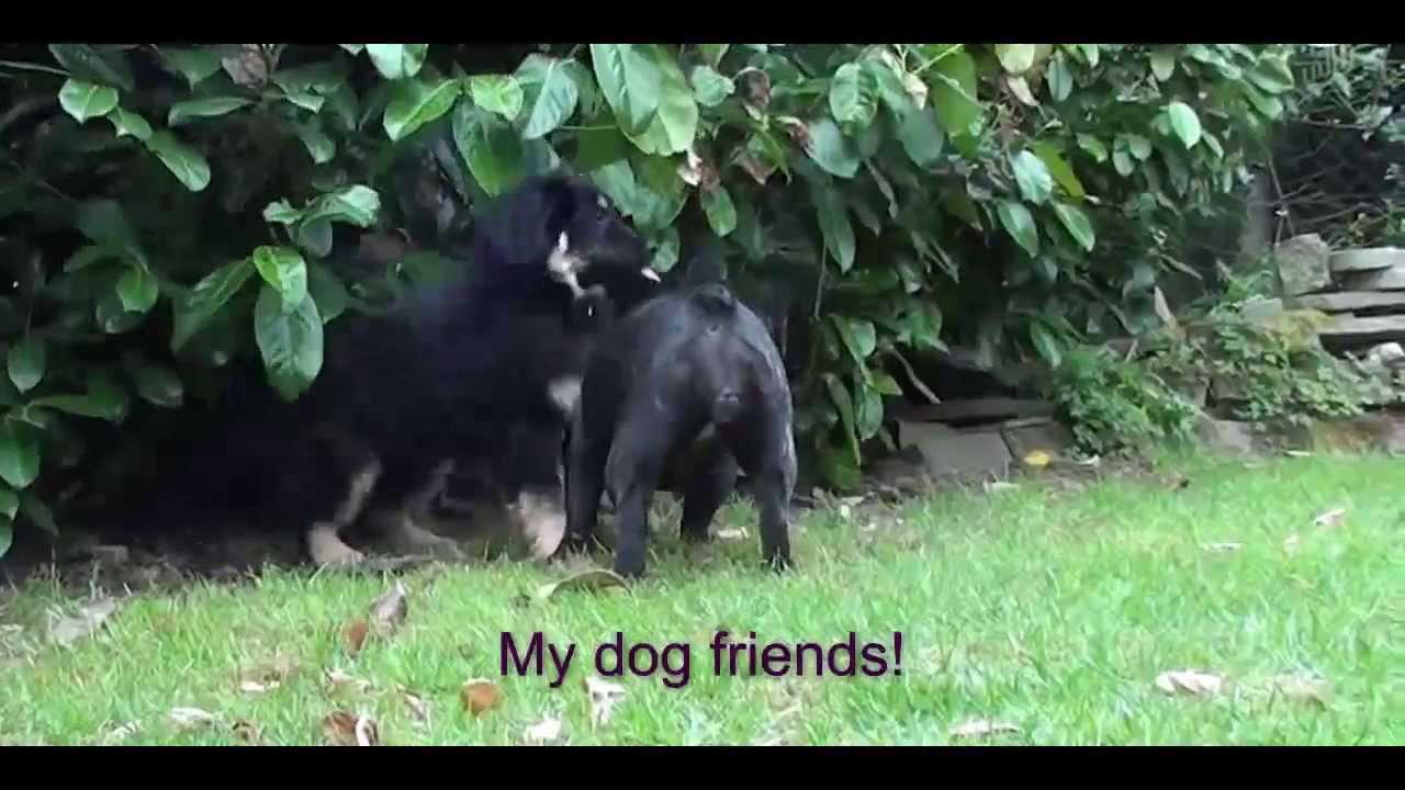 Hovawart Odin's World, part 2:  Odin and friends